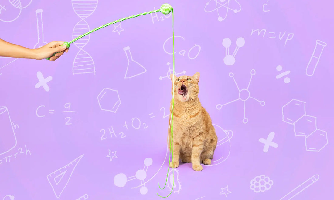 orange cat looking up at wiggle wand cat toy and scientific doodles drawn on the image