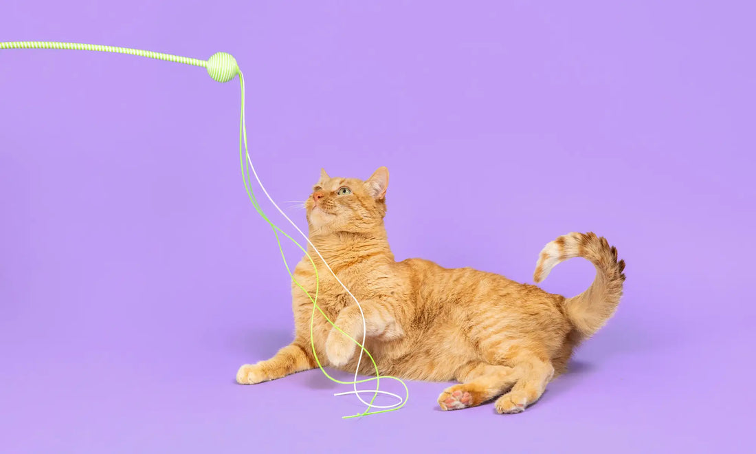 orange cat looking up at wiggle wand cat wand toy for interactive play