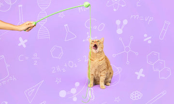 orange cat looking up at wiggle wand cat toy and scientific doodles drawn on the image