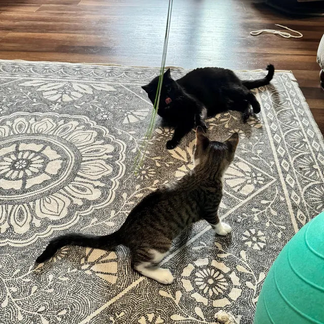 Wiggle Wand stimulating a cat's senses during playtime